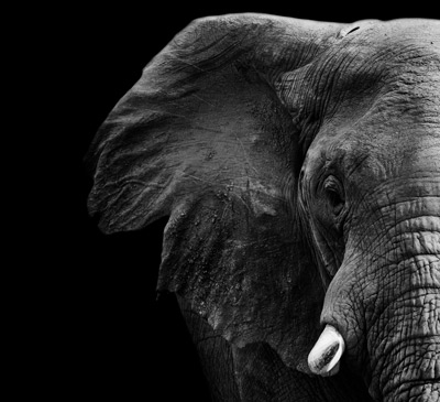 White Elephants Could Be Placing Your Finances Under Strain