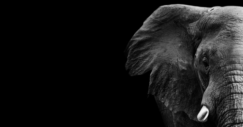 White Elephants Could Be Placing Your Finances Under Strain